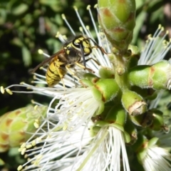 Vespula germanica (European wasp) at ANBG - 31 Mar 2019 by Christine