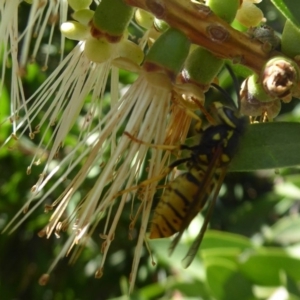 Vespula germanica at Acton, ACT - 31 Mar 2019