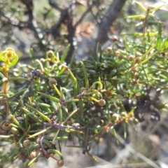 Acacia ulicifolia (Prickly Moses) at Symonston, ACT - 31 Mar 2019 by Mike