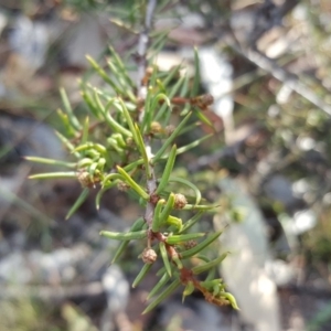 Acacia ulicifolia at Isaacs Ridge - 31 Mar 2019