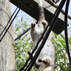 Pseudocheirus peregrinus (Common Ringtail Possum) at Aranda, ACT - 30 Mar 2019 by KMcCue