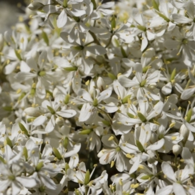 Bursaria spinosa (Native Blackthorn, Sweet Bursaria) at Michelago, NSW - 11 Jan 2019 by Illilanga