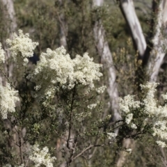 Bursaria spinosa at Michelago, NSW - 12 Jan 2019