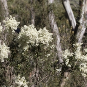 Bursaria spinosa at Illilanga & Baroona - 12 Jan 2019