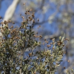 Bursaria spinosa at Michelago, NSW - 12 Jan 2019