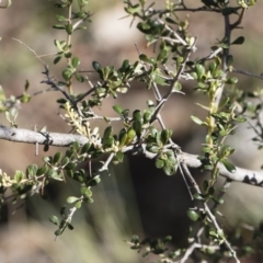 Bursaria spinosa at Illilanga & Baroona - 12 Jan 2019