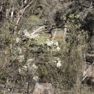 Bursaria spinosa at Illilanga & Baroona - 12 Jan 2019