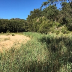 Phragmites australis (Common reed) at Rosedale, NSW - 30 Mar 2019 by jbromilow50