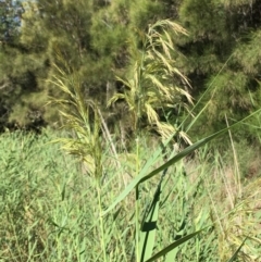 Phragmites australis at Rosedale, NSW - 31 Mar 2019