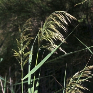 Phragmites australis at Rosedale, NSW - 31 Mar 2019 09:56 AM