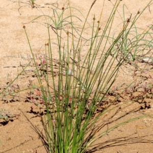 Ficinia nodosa at Rosedale, NSW - 31 Mar 2019