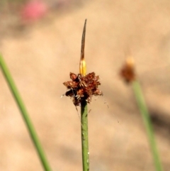 Ficinia nodosa at Rosedale, NSW - 31 Mar 2019 09:58 AM