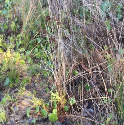 Juncus acutus (Sharp Rush) at Rosedale, NSW - 31 Mar 2019 by jb2602