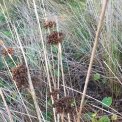 Juncus acutus at Rosedale, NSW - 31 Mar 2019