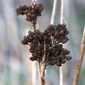 Juncus acutus at Rosedale, NSW - 31 Mar 2019