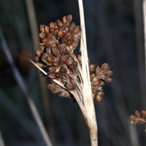 Juncus acutus at Rosedale, NSW - 31 Mar 2019