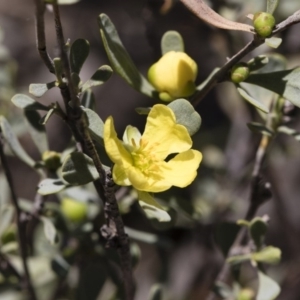 Hibbertia obtusifolia at Michelago, NSW - 12 Jan 2019