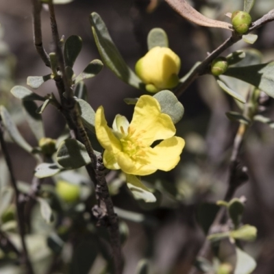 Hibbertia obtusifolia (Grey Guinea-flower) at Illilanga & Baroona - 12 Jan 2019 by Illilanga
