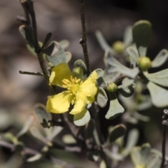 Hibbertia obtusifolia at Michelago, NSW - 12 Jan 2019