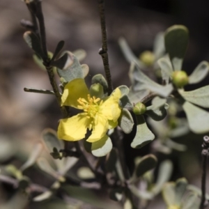 Hibbertia obtusifolia at Michelago, NSW - 12 Jan 2019