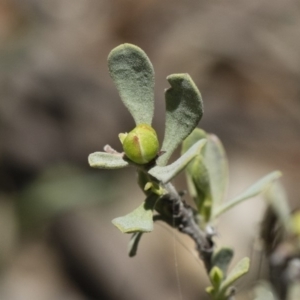 Hibbertia obtusifolia at Michelago, NSW - 12 Jan 2019