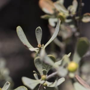 Hibbertia obtusifolia at Michelago, NSW - 12 Jan 2019