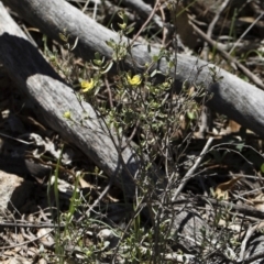 Hibbertia obtusifolia at Michelago, NSW - 12 Jan 2019