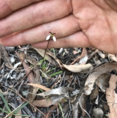 Eriochilus cucullatus at Bungendore, NSW - 23 Mar 2019