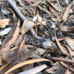 Eriochilus cucullatus at Bungendore, NSW - 23 Mar 2019