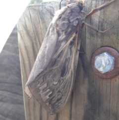 Abantiades atripalpis (Bardee grub/moth, Rain Moth) at Stromlo, ACT - 29 Mar 2019 by SusanneG