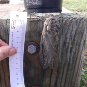 Abantiades atripalpis at Stromlo, ACT - 30 Mar 2019 12:00 AM