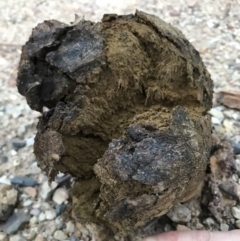 Pisolithus marmoratus (Horse Dung Fungus) at QPRC LGA - 29 Mar 2019 by yellowboxwoodland
