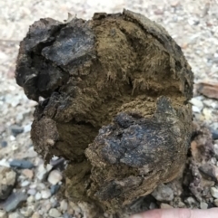 Pisolithus marmoratus (Horse Dung Fungus) at Bungendore, NSW - 29 Mar 2019 by yellowboxwoodland