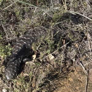 Tiliqua rugosa at Bungendore, NSW - 31 Mar 2019 10:56 AM