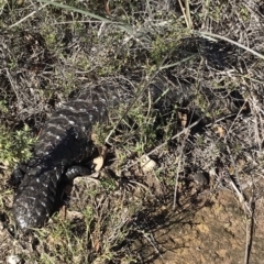 Tiliqua rugosa (Shingleback Lizard) at Bungendore, NSW - 30 Mar 2019 by yellowboxwoodland