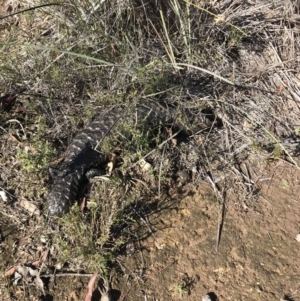 Tiliqua rugosa at Bungendore, NSW - 31 Mar 2019 10:56 AM