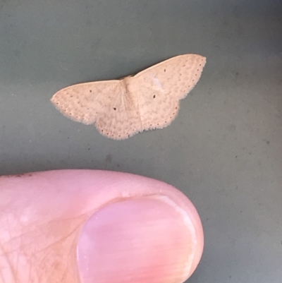 Scopula optivata (Varied Wave) at Bungendore, NSW - 23 Feb 2019 by yellowboxwoodland