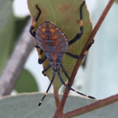 Amorbus (genus) (Eucalyptus Tip bug) at Bungendore, NSW - 1 Mar 2019 by yellowboxwoodland