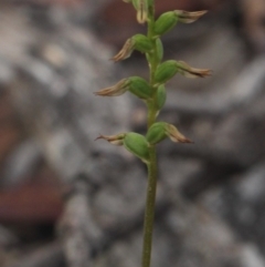 Corunastylis clivicola (Rufous midge orchid) at MTR591 at Gundaroo - 23 Mar 2019 by MaartjeSevenster