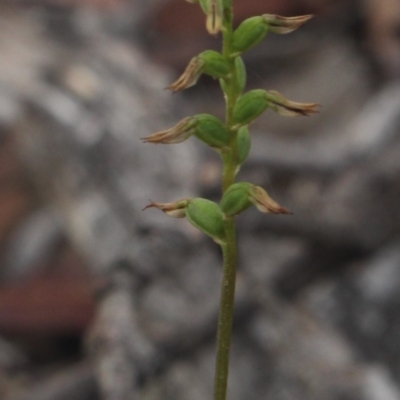 Corunastylis clivicola (Rufous midge orchid) at Gundaroo, NSW - 23 Mar 2019 by MaartjeSevenster