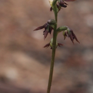 Corunastylis clivicola at Gundaroo, NSW - suppressed