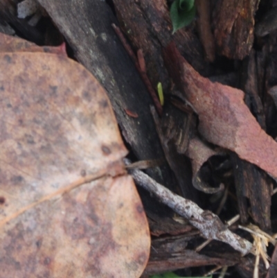 Chiloglottis trapeziformis (Diamond Ant Orchid) at MTR591 at Gundaroo - 31 Mar 2019 by MaartjeSevenster