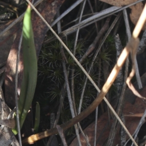 Thelymitra arenaria at Gundaroo, NSW - 31 Mar 2019