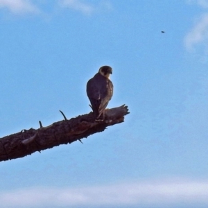 Falco longipennis at Fyshwick, ACT - 31 Mar 2019