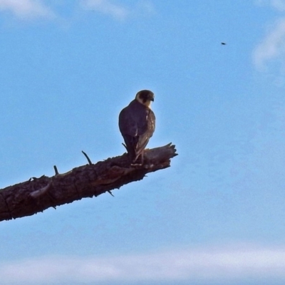 Falco longipennis (Australian Hobby) at Jerrabomberra Wetlands - 31 Mar 2019 by RodDeb
