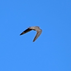 Falco longipennis at Fyshwick, ACT - 31 Mar 2019 11:58 AM