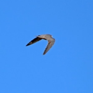 Falco longipennis at Fyshwick, ACT - 31 Mar 2019 11:58 AM