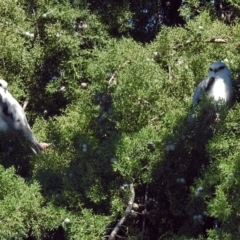 Elanus axillaris (Black-shouldered Kite) at Fyshwick, ACT - 31 Mar 2019 by RodDeb