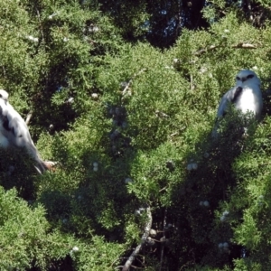 Elanus axillaris at Fyshwick, ACT - 31 Mar 2019