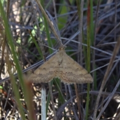 Scopula rubraria (Plantain Moth) at Barton, ACT - 31 Mar 2019 by JanetRussell